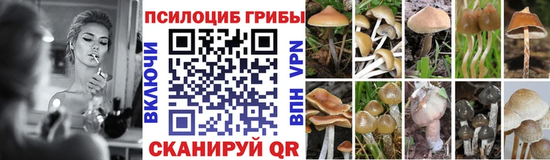 Псилоцибиновые грибы Cubensis  Новопавловск 